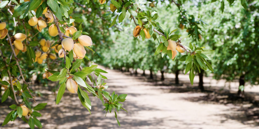 Tres razones por las que el biocontrol está desarrollando una agricultura sostenible y rentable Tres razones por las que el biocontrol está desarrollando una agricultura sostenible y rentable