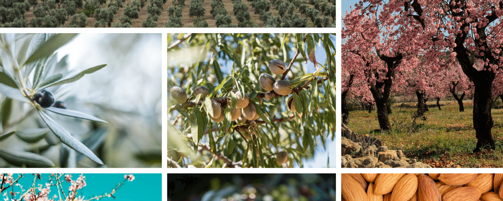 La importancia de los tratamientos postcosecha en Olivar y Almendro La importancia de los tratamientos postcosecha en Olivar y Almendro