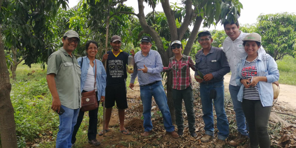 Éxito de CeraTrap® en el control de las moscas de la fruta en Perú Éxito de CeraTrap® en el control de las moscas de la fruta en Perú