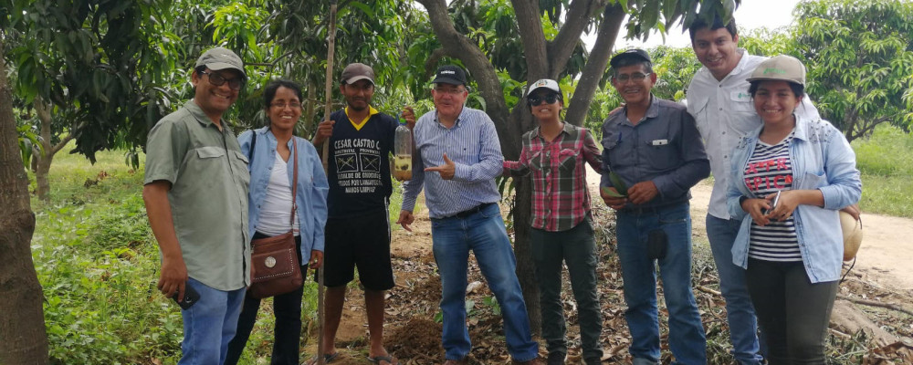 Éxito de CeraTrap® en el control de las moscas de la fruta en Perú Éxito de CeraTrap® en el control de las moscas de la fruta en Perú