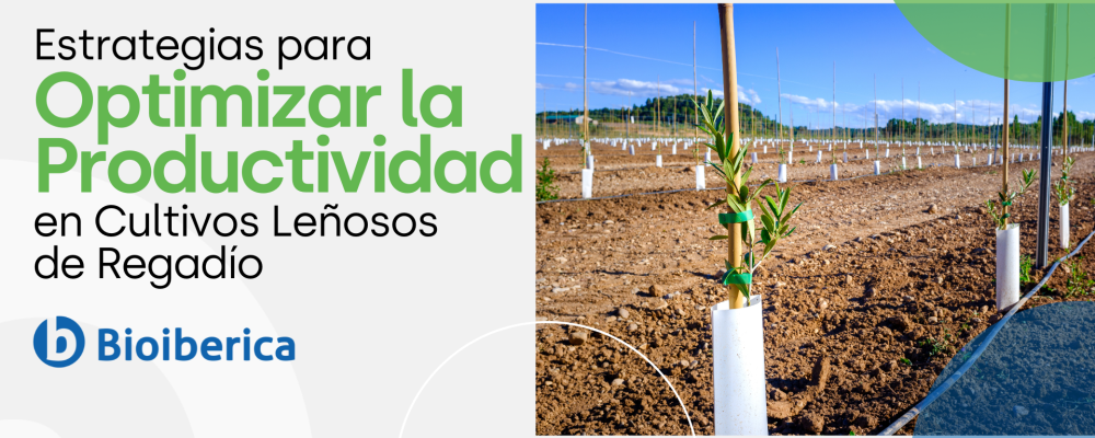Estrategias para Optimizar la Productividad en Cultivos Leñosos de Regadío