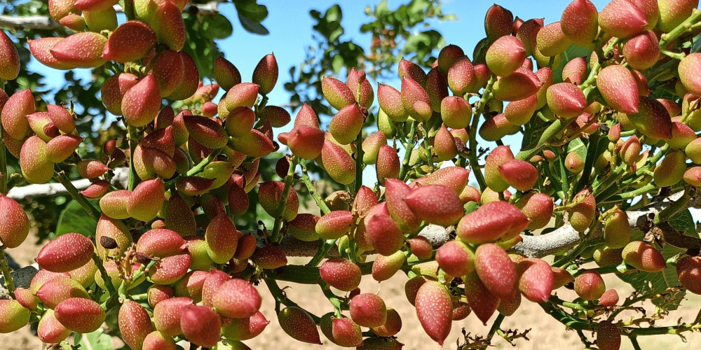 Equilibrium®: uso de bioestimulación para mitigar la alternancia de cosechas en pistachero Equilibrium®: uso de bioestimulación para mitigar la alternancia de cosechas en pistachero