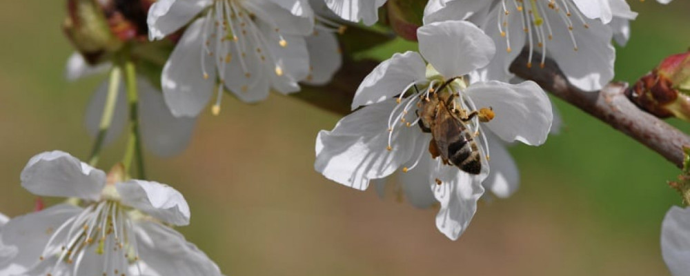 Un control más sostenible de las enfermedades y la reducción de residuos químicos, principales motivos de los agricultores españoles para emplear productos de biocontrol Un control más sostenible de las enfermedades y la reducción de residuos químicos, principales motivos de los agricultores españoles para emplear productos de biocontrol