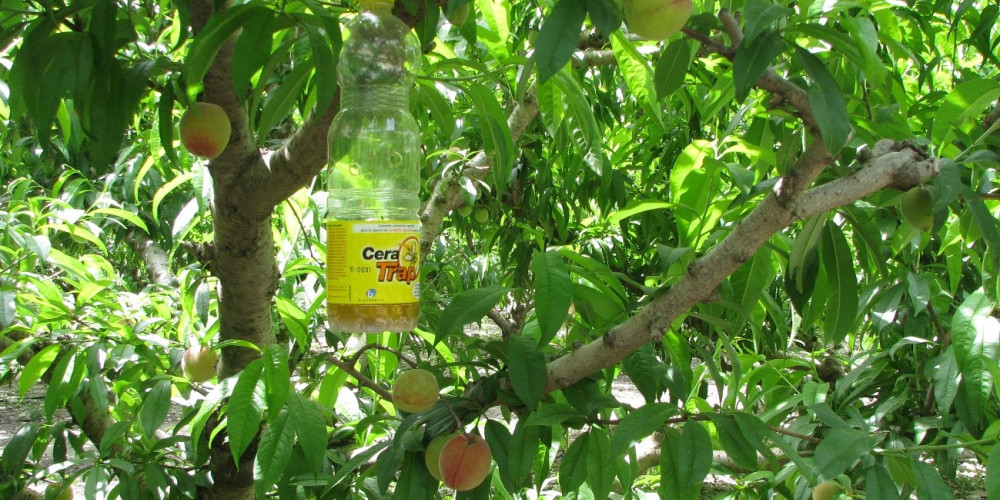 CERA TRAP®: una solución en bioprotección para el control de las moscas de las frutas. CERA TRAP®: una solución en bioprotección para el control de las moscas de las frutas.