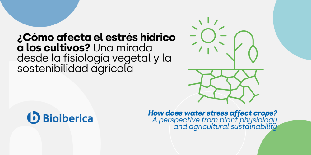 ¿Cómo afecta el estrés hídrico a los cultivos? Una mirada desde la fisiología vegetal y la sostenibilidad agrícola ¿Cómo afecta el estrés hídrico a los cultivos? Una mirada desde la fisiología vegetal y la sostenibilidad agrícola