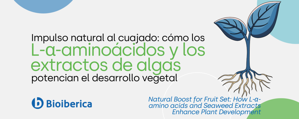 Impulso natural al cuajado: cómo los L-α-aminoácidos y los extractos de algas potencian el desarrollo vegetal